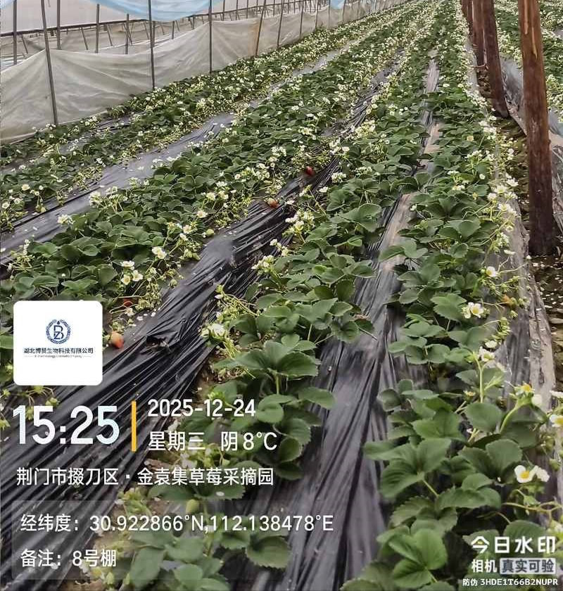 湖北博赞“佑丰年”液体水溶肥让草莓种植实现“加速、提质、增效”