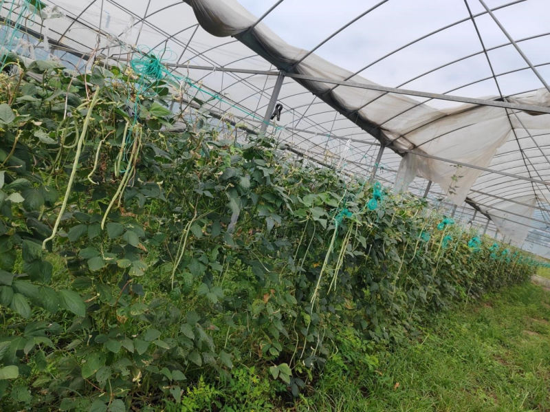 湖北博赞生物关于缸豆科学营养方案效果纪实：从花期到丰产的全周期优势