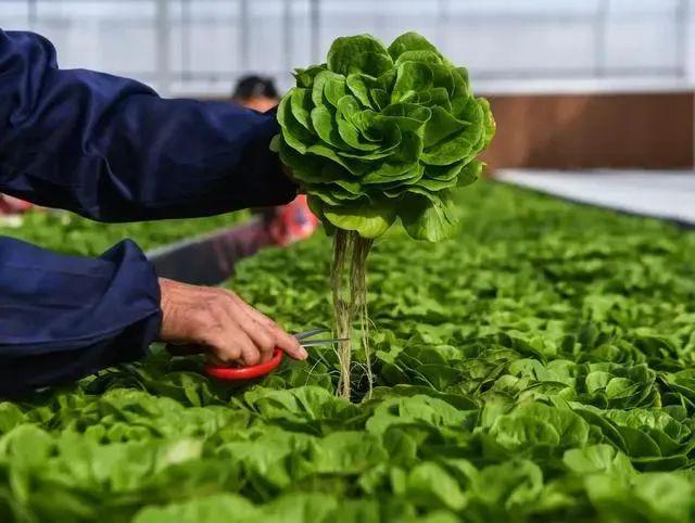种植案例